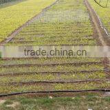 Drip Irrigation Micro Spray Tape