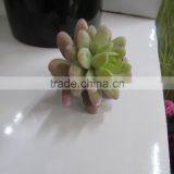 CHY040920 Selling Artificial Plants Succulent Tropical Plant Artificial Desert Plants thumbnail-1