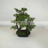 Small Bonsai Tree Wholesale thumbnail-5