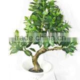 Decorative Pot Trees thumbnail-2