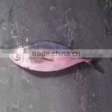 Canned Fish Horse Mackerel Japanese Horse Mackerel Fish thumbnail-1