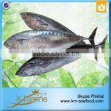 Hot Selling 18 Months Shelf Life Frozen Bonito Tuna Whole Fish thumbnail-2