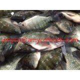 Tilapia thumbnail-2