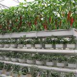Hydroponic Venlo Type Greenhouse for Pepper/Tomato Planting