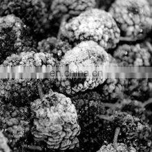 Healthy Taste Good Frozen Mulberry Freeze Mulberry thumbnail-2