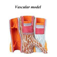 Human Anatomical Model Medical Training Model Skeletal Model thumbnail-3