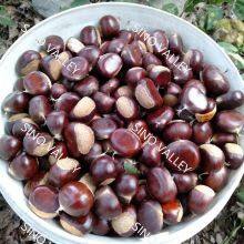 China Authentic Taishan Organic Fresh Chestnut Nutritious Sweet With NOP HALAL HACCP KOSHER Chinese Exporter Wholesale thumbnail-2