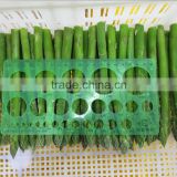 Frozen Fresh Green Asparagus