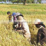 Suvimie Traditional Rice (Kuruluthuda) thumbnail-3