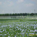 Linseed Oil(ALA) Cold Pressed thumbnail-1