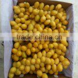 Palm Dates From India thumbnail-1