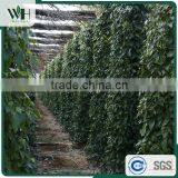 Vietnam Spicy Aromatic Herb - Black Pepper Seed 500gl thumbnail-5