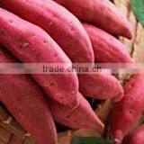 Export Fresh Sweet Potato Bulk thumbnail-3