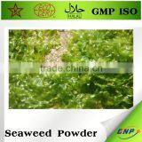 New Product Agar Agar Seaweed Extract Powder Price thumbnail-2