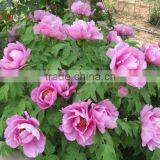 Paeonia Suffruticosa Andrews Peony Seedling thumbnail-2