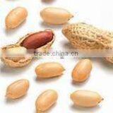 Peanut Without Shell thumbnail-2