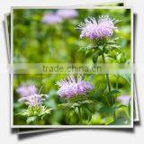 100% Original & Natural Bergamot Oil in India thumbnail-2