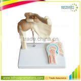 Shoulder Plastic Education Human Body Anatomy Model thumbnail-1