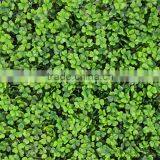 SJ04001006 Cheap Price Fake Grass Fabic/boxwood Grass Mat thumbnail-1