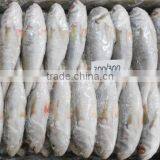 Frozen Silver Croaker Whole thumbnail-2