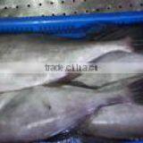 Leatherjacket Fish thumbnail-1