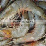 Fresh Shrimp thumbnail-1