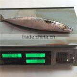 Chub Mackerel Frozen Whole Frozen Mackerel Bait for Sale thumbnail-1