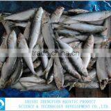 for Canned Frozen Sardine thumbnail-1
