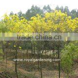 Tabebuia Chrysantha Tropical Trees thumbnail-3