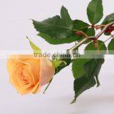 Cheap Wholesale Natural Fresh Cut Rose Flower Sweet Pink 20Stems/Bundle Export Flower Wholesale From China thumbnail-2