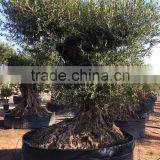 Olive Tree "Lechin"- Olea Europaea "Lechin Ejemplar" thumbnail-4