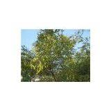 Genistein thumbnail-1