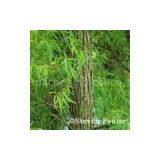 White Willow Bark Extract(rossonl@huacheng-biotech.com)