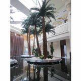 Preserved Date Palm thumbnail-1