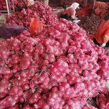 Fresh Onion thumbnail-5