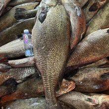 Brown Croaker thumbnail-1