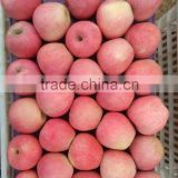 2015 Crop Chinese fresh Qinguan apple
