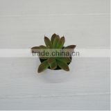 High quality decorative plastic plants artificial lotus on sale