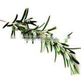 Rosmarinus Officinalis (rosemary) Leaf Oil thumbnail-1