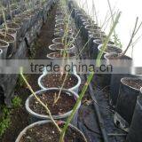 Rose Rooted Cuttings thumbnail-1