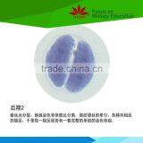 Low Priced Individual Plant Genetics Prepared Microscope Slides