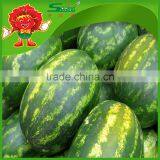 Cryogenic Transportation Wholesale Watermelon Fresh Watermelon on Sale thumbnail-5