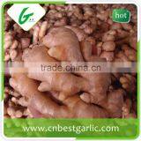 Air Dry Fresh Ginger thumbnail-3