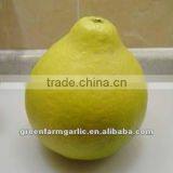 Golden Pomelo thumbnail-1