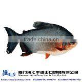 Frozen Fresh Pacu Fish for Sale thumbnail-1