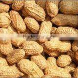 Roasted Chinese Peanut in Shell thumbnail-2