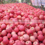 2016 New Fresh Fuji apple with best price sweet fuji apple