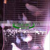 Qatar Poultry Farm Racing Pigeon Cage thumbnail-4
