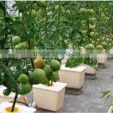 Hydroponics Agricultural Equipment and Greenhouses Dutch Buckets