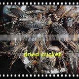 High Protein Microwave Dried Crickets thumbnail-2